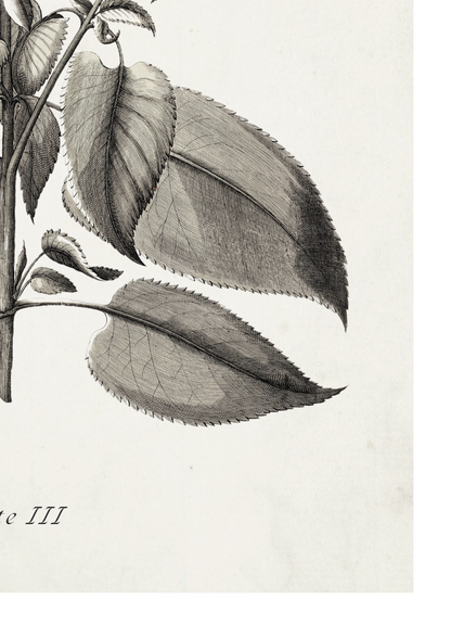 A monochrome botanical illustration showing detailed leaves on a stem, printed on a light off-white background with partial text at the lower left.