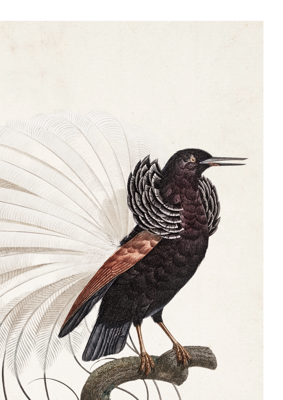 A vintage-style bird illustration showing a black bird with a large white feather display and brown wings, perched on a branch against a light cream background.