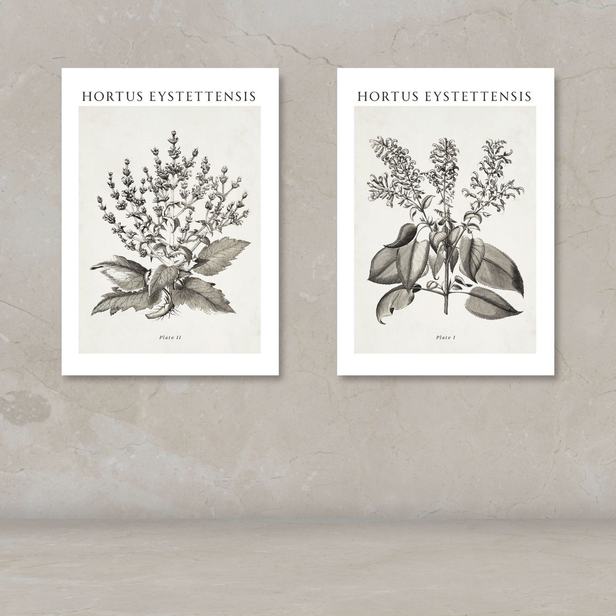 Two botanical art prints titled 'HORTUS EYSTETTENSIS' displayed side by side on a textured beige wall above a light surface. The prints feature detailed black ink botanical illustrations on an off-white background.