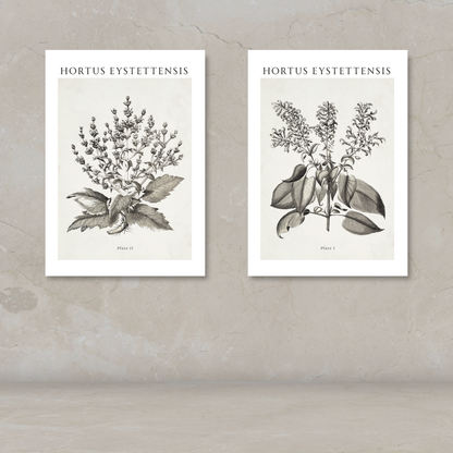 Two botanical art prints titled 'HORTUS EYSTETTENSIS' displayed side by side on a textured beige wall above a light surface. The prints feature detailed black ink botanical illustrations on an off-white background.