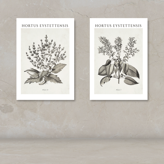 Two botanical art prints titled 'HORTUS EYSTETTENSIS' displayed side by side on a textured beige wall above a light surface. The prints feature detailed black ink botanical illustrations on an off-white background.