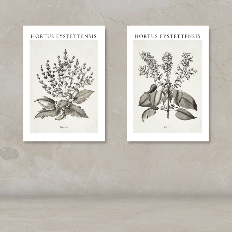 Two botanical art prints titled 'HORTUS EYSTETTENSIS' displayed side by side on a textured beige wall above a light surface. The prints feature detailed black ink botanical illustrations on an off-white background.