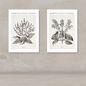 Two botanical art prints titled 'HORTUS EYSTETTENSIS' displayed side by side on a textured beige wall above a light surface. The prints feature detailed black ink botanical illustrations on an off-white background.