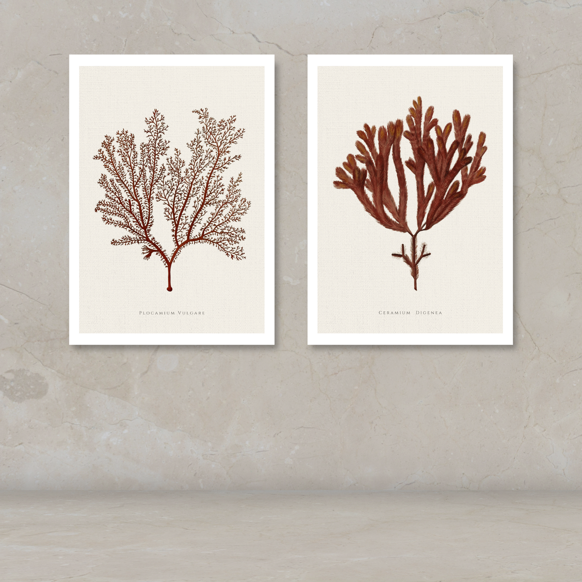 Two framed botanical art prints of red seaweed hang side by side on a textured beige wall above a light gray surface.