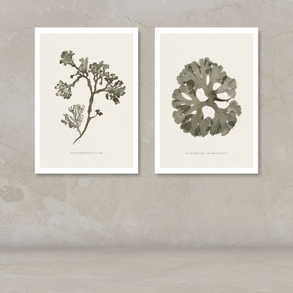 Two framed botanical art prints displayed side by side on a textured beige wall above a matching surface. The left print shows a dried plant branch with small clustered leaves, and the right print shows a large leafy frond.