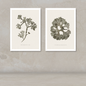 Two framed botanical art prints displayed side by side on a textured beige wall above a matching surface. The left print shows a dried plant branch with small clustered leaves, and the right print shows a large leafy frond.