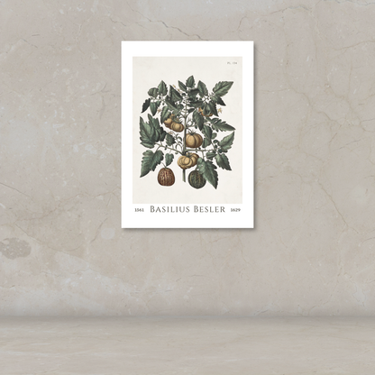 A botanical art print of a tomato plant with green leaves and brown fruits, mounted on a textured beige wall above a matching surface.