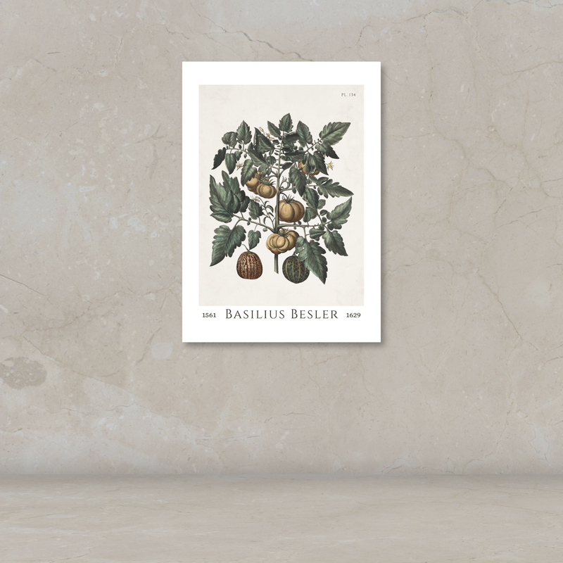 A botanical art print of a tomato plant with green leaves and brown fruits, mounted on a textured beige wall above a matching surface.