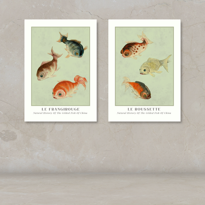 Two framed vintage-style fish art prints displayed side by side on a textured beige wall above a light surface. The prints feature illustrated goldfish with French labels: 'LE FRANGIROUGE' and 'LE BOUSSETTIE'.