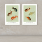 Two framed vintage-style fish art prints displayed side by side on a textured beige wall above a light surface. The prints feature illustrated goldfish with French labels: 'LE FRANGIROUGE' and 'LE BOUSSETTIE'.