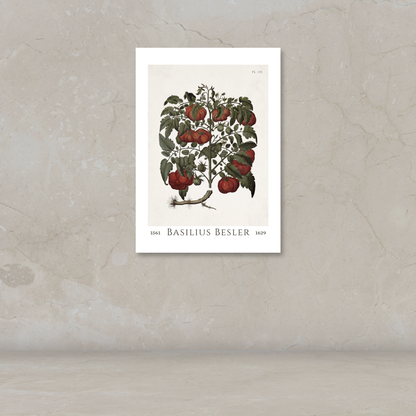 A vintage botanical art print of a tomato plant with red tomatoes and green leaves, mounted on a textured beige wall above a matching surface.
