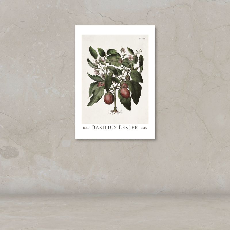 A vintage botanical art print of a basilius besler plant with green leaves and reddish-brown fruits, displayed on a textured beige wall.