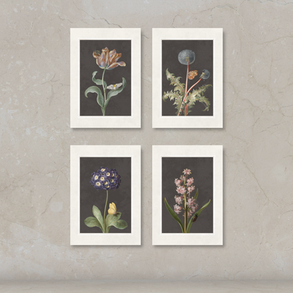 Four framed botanical art prints arranged in a 2x2 grid on a textured beige wall. Each print features a different vintage-style flower on a dark gray background with a white frame.