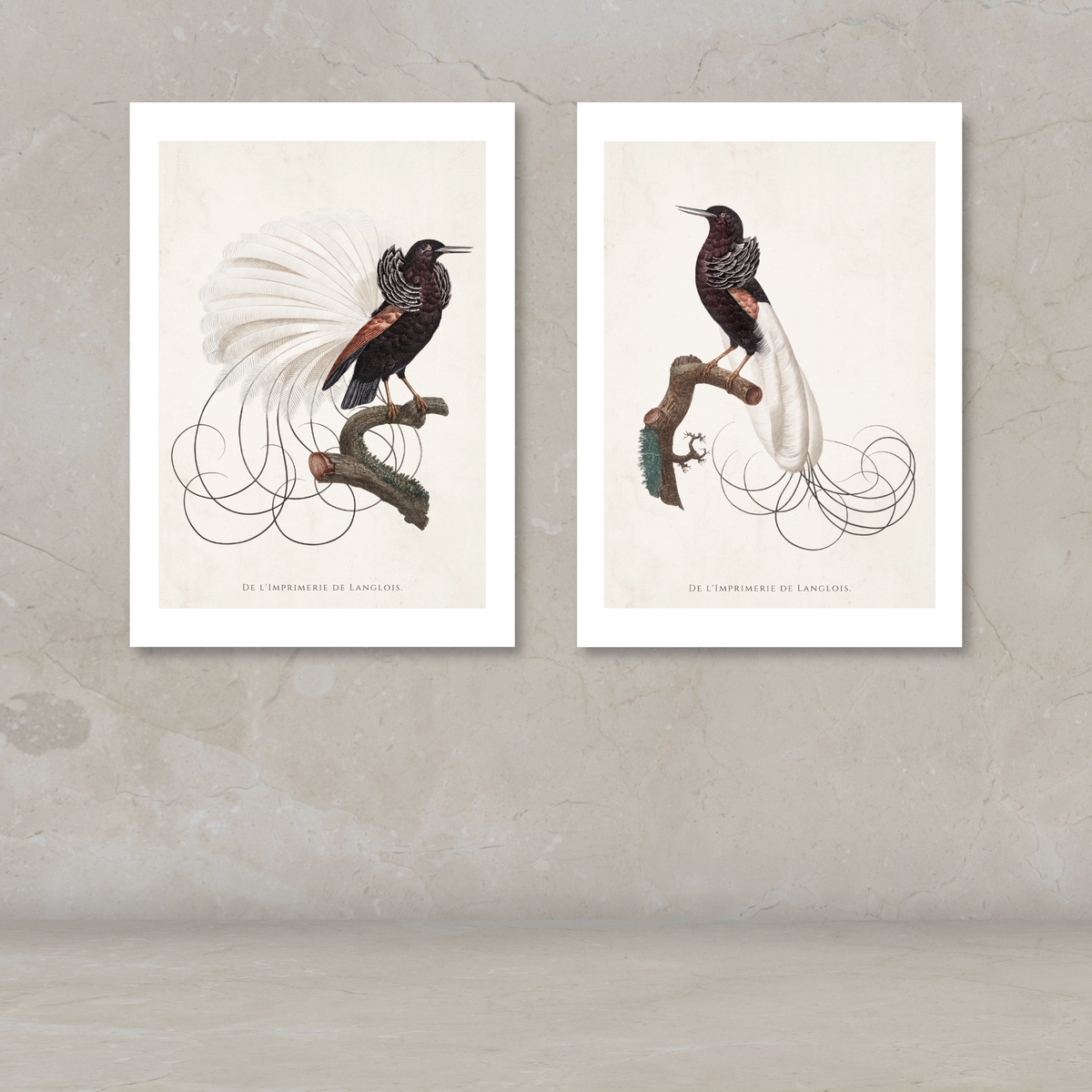 Two framed bird art prints displayed side by side on a textured beige wall above a light surface. Each print shows a detailed illustration of a black bird with a long white tail on a branch, with French text at the bottom.