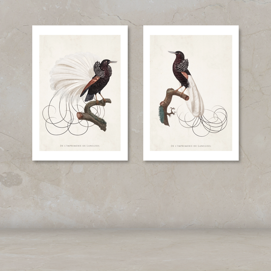 Two framed bird art prints displayed side by side on a textured beige wall above a light surface. Each print shows a detailed illustration of a black bird with a long white tail on a branch, with French text at the bottom.