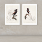 Two framed bird art prints displayed side by side on a textured beige wall above a light surface. Each print shows a detailed illustration of a black bird with a long white tail on a branch, with French text at the bottom.