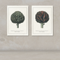 Two botanical art prints of artichokes hanging side-by-side on a textured beige plaster wall above a matching surface.